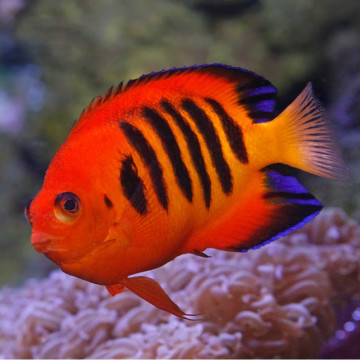 Centropyge Loriculus : 5-7 cm